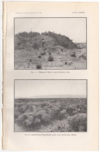 Mesquite Mine Sagebrush Land